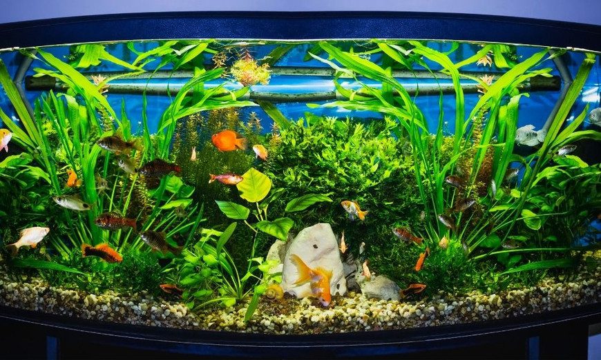 community planted tank prohobby
