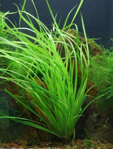 cyperus helferi - prohobby cyperus helferi
