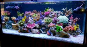 prohobby marine reef2 prohobby marine reef2