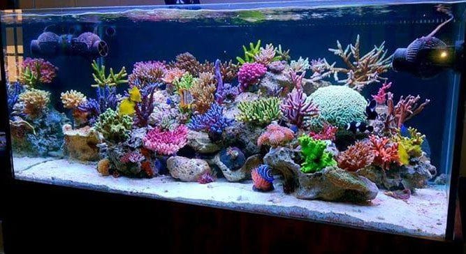 prohobby marine reef2