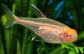 Albino Glowlight Tetra