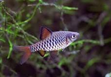 Checkerboard Barb