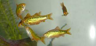 Golden Barb