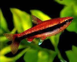 Red Pencil Tetra