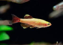 Golden Mountain Minnow