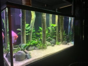 flooded forest aquarium amazon flooded forest ecosystem design with natural substrate and fish
