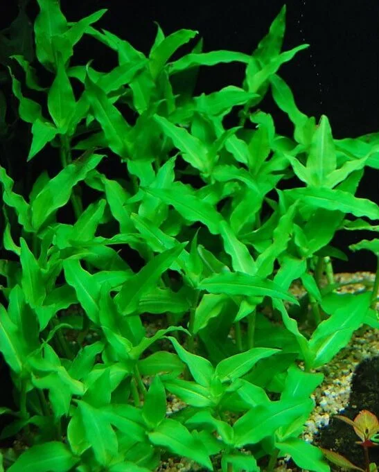 floscopa scandens