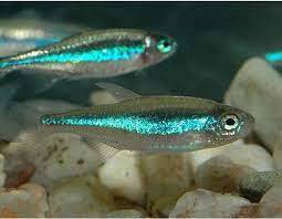green neon tetra