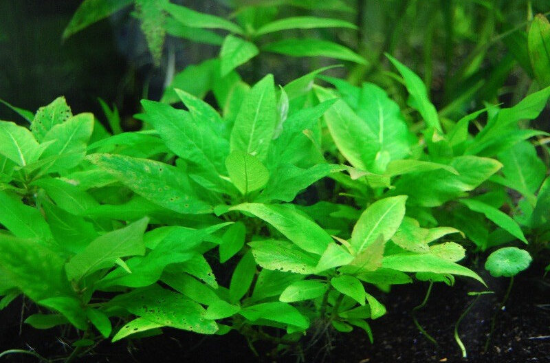 hygrophila corymbosa compacta - prohobby Hygrophila Corymbosa Compacta