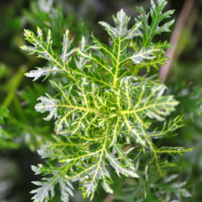 hygrophila difformis variegated - prohobby Hygrophila Difformis Variegated