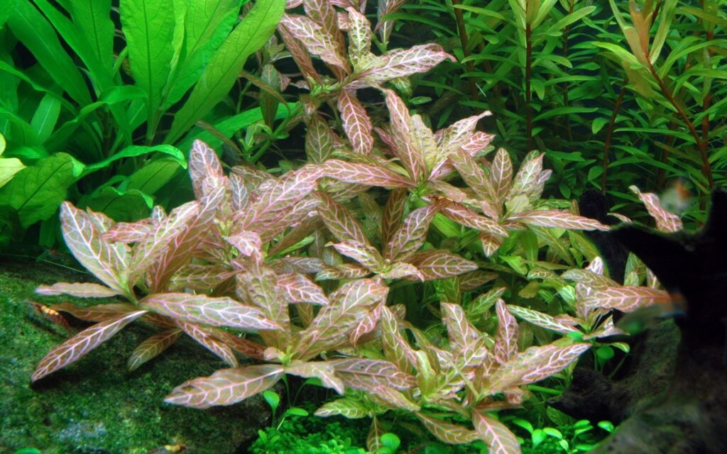 hygrophila polysperma rosanervig - prohobby Hygrophila Polysperma Rosanervig