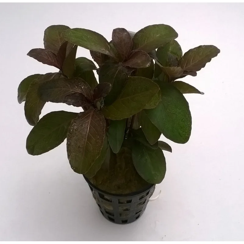 Hygrophila Quadrivalvis Apple Red