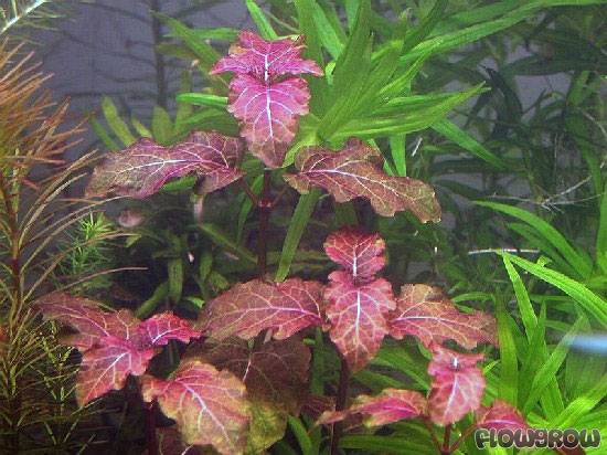 hyptis lorentziana -prohobby Hyptis Lorentziana