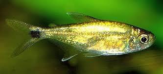 Gold Tetra