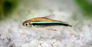 Black Diamond Neon Tetra