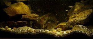 lake tanganyika biotope african lake biotope aquarium with rocks and cichlids
