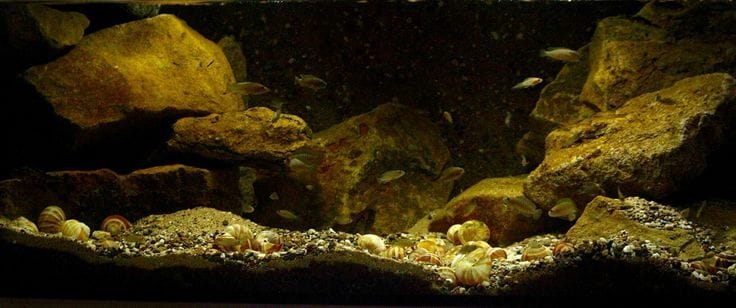 lake tanganyika biotope