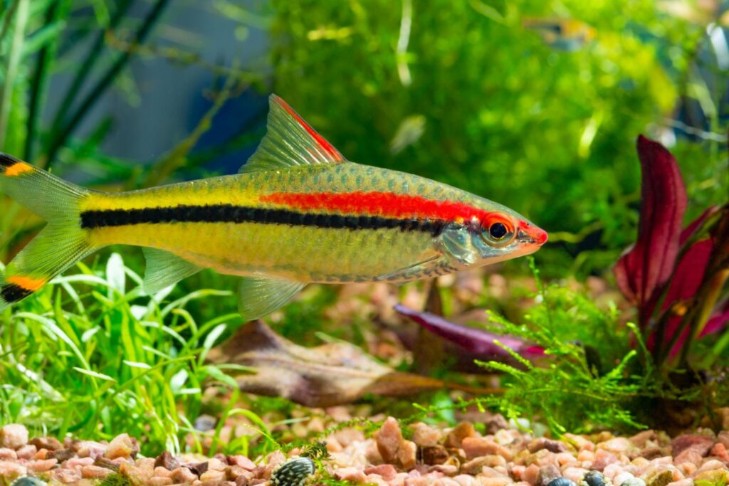 Denison's Barb