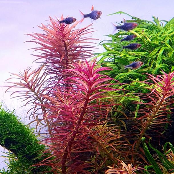 limnophila aromatica purple - prohobby Limnophila Aromatica Purple