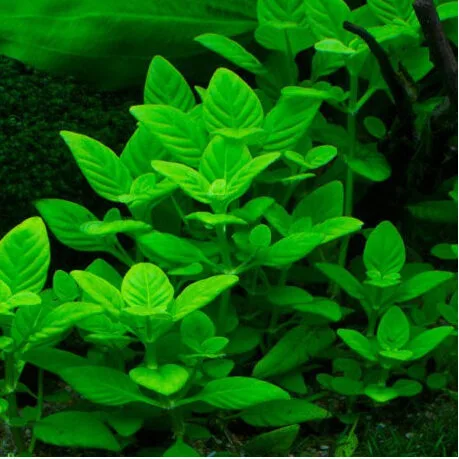 Limnophila Rugosa