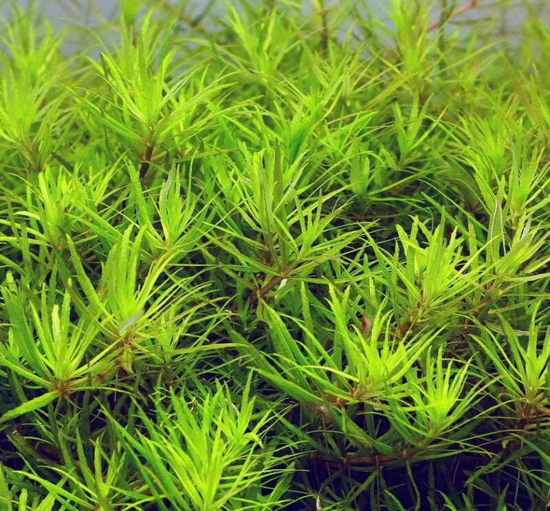 limnophila vietnam - prohobby Limnophila Vietnam