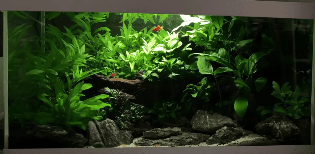 low light no co2 planted tank
