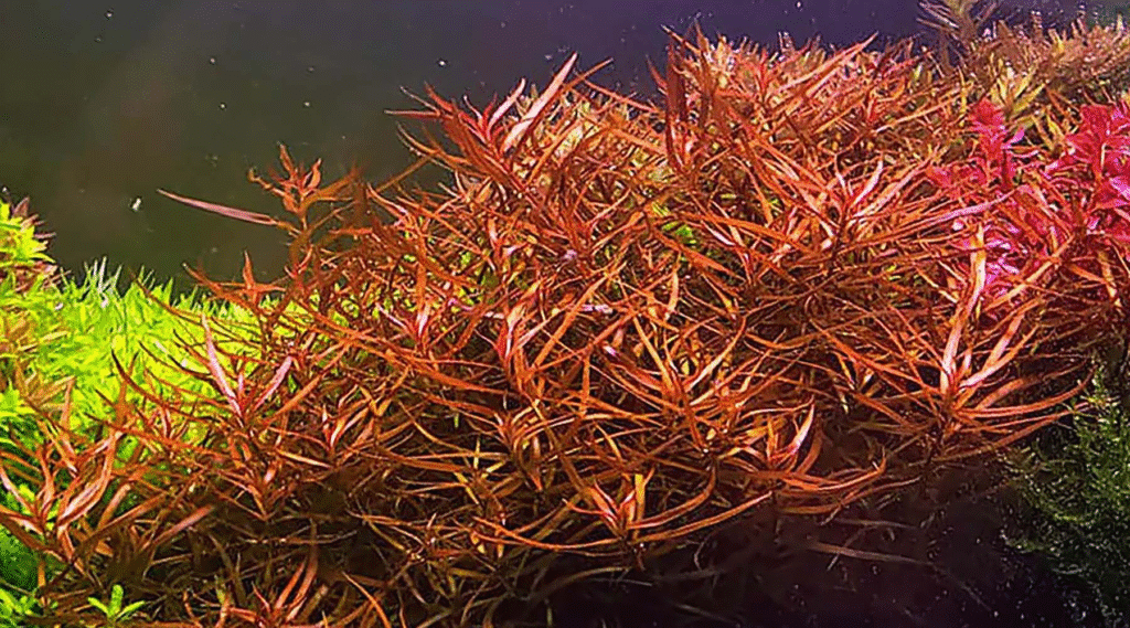 ludwigia arcuata - prohobby Ludwigia Arcuata