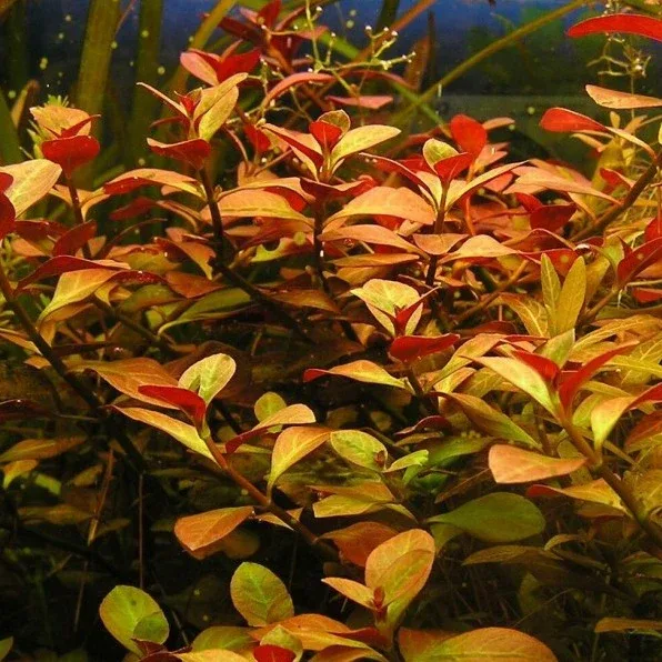 ludwigia atlantis orange