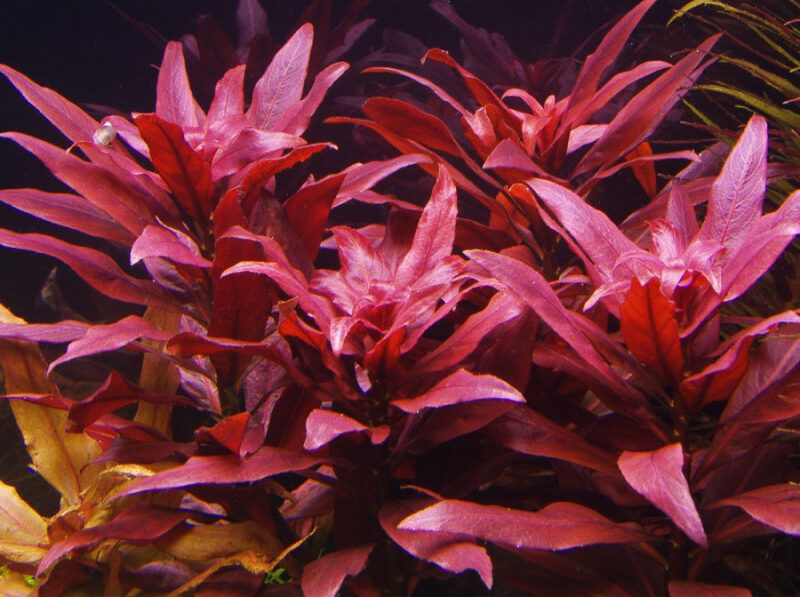 ludwigia glandulosa perennis - prohobby ludwigia glandulosa perennis