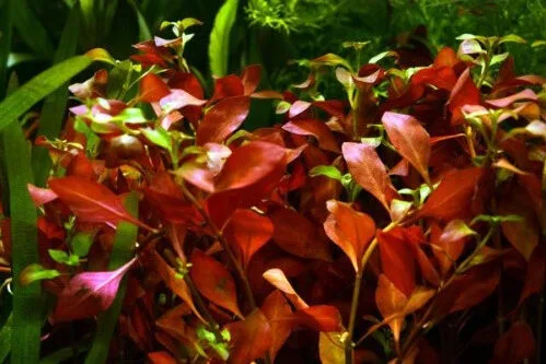 ludwigia palustris hi red