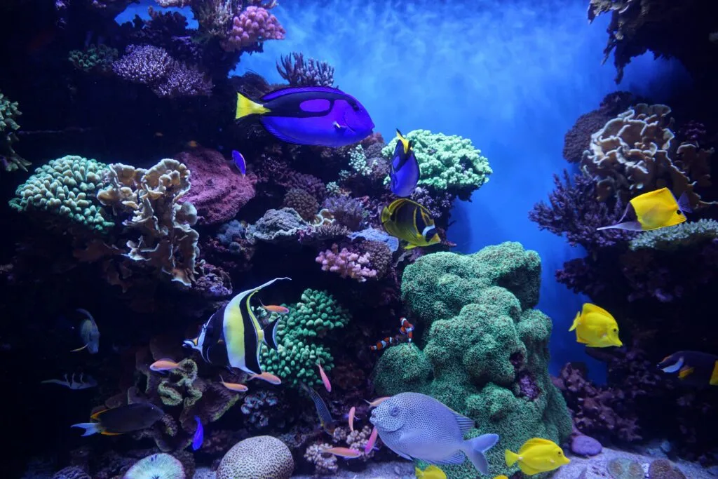 marine reef