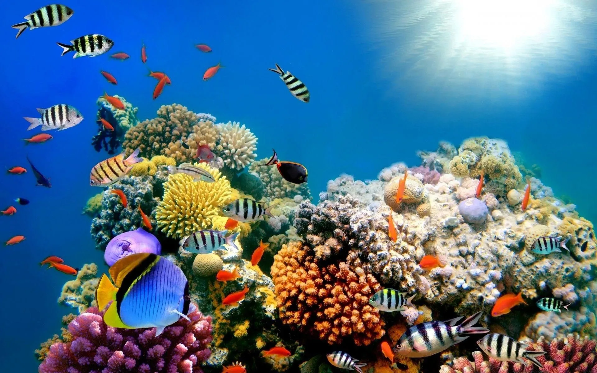 Aquarium stability is not balance — it is dynamic equilibrium