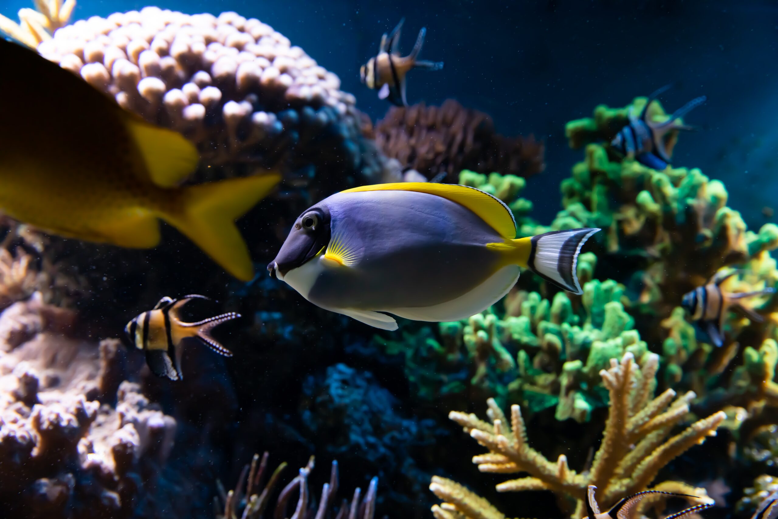 marine fish