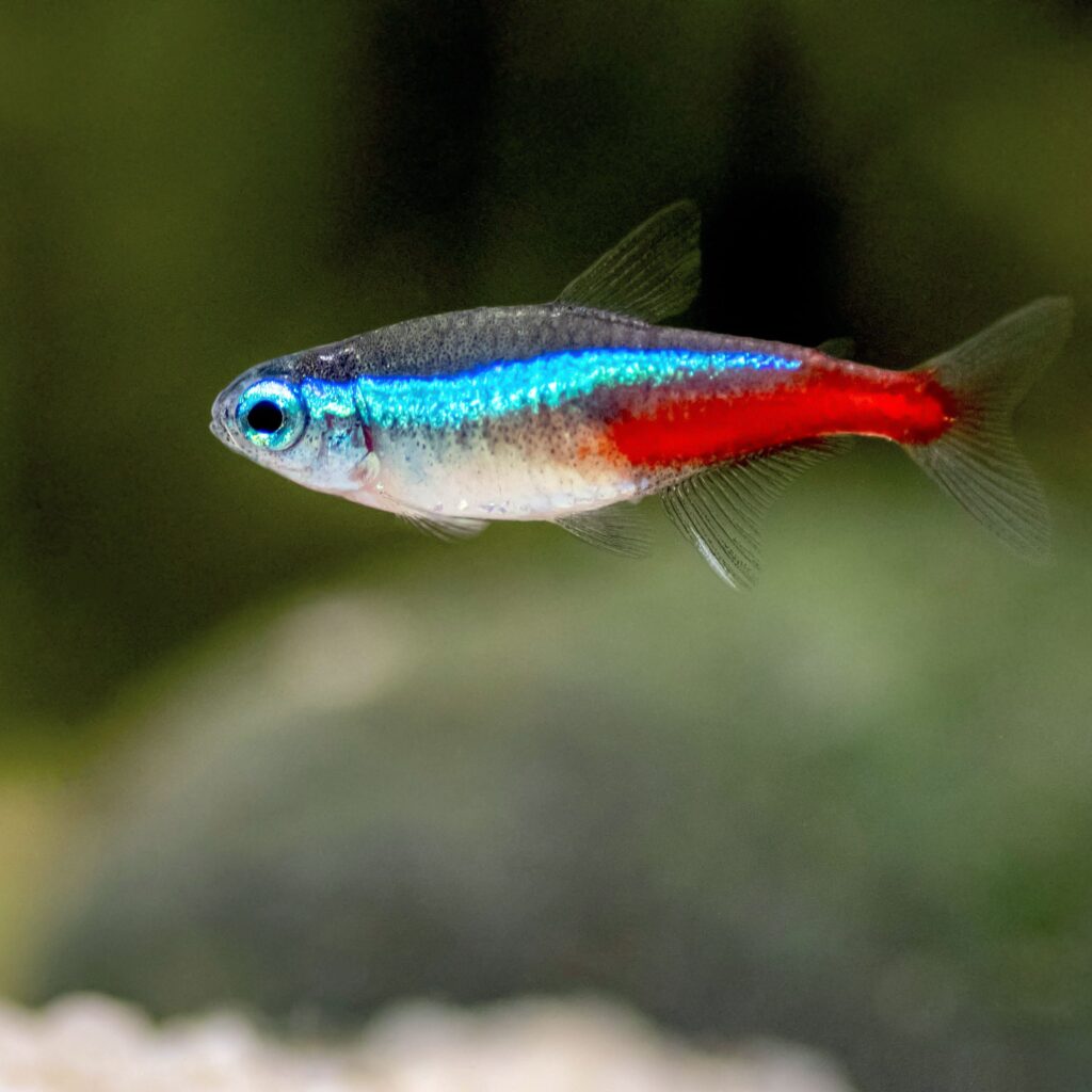 Neon Tetra