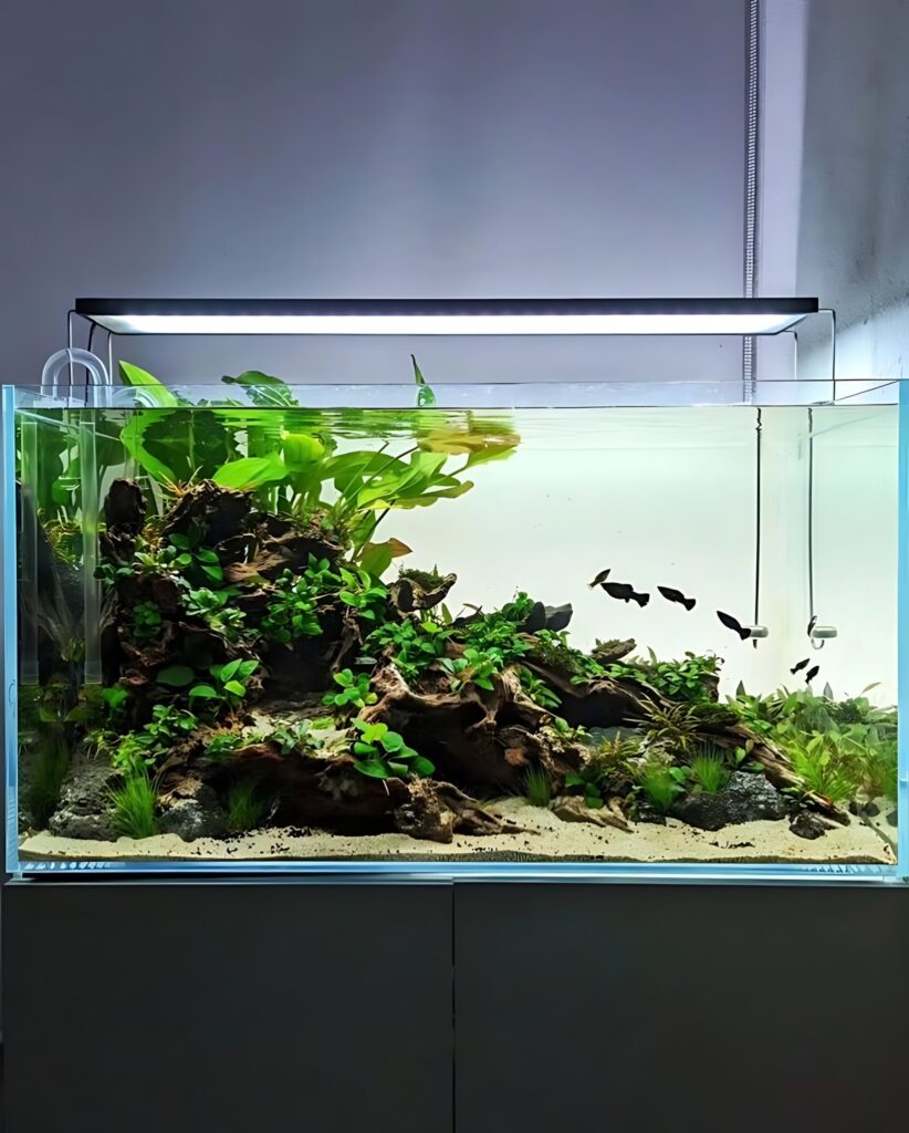 planted tank