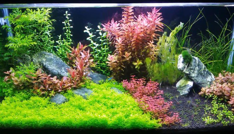 planted tank2