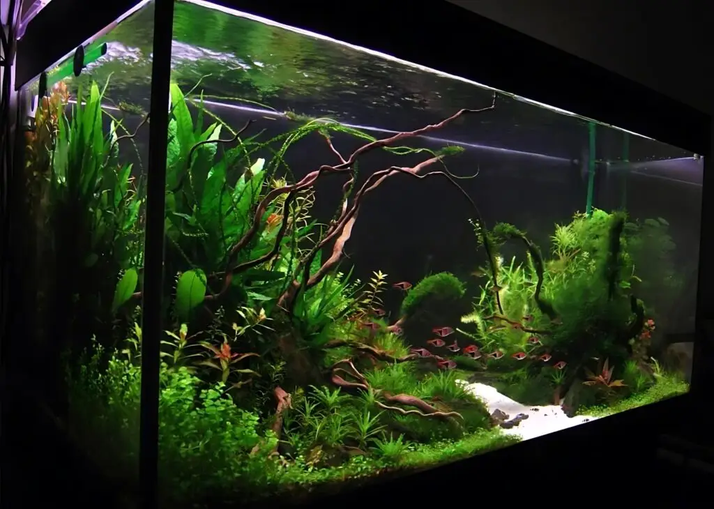 planted tank3