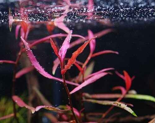 polygonum pink - prohobby polygonum pink