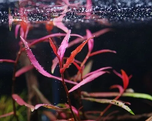 polygonum pink