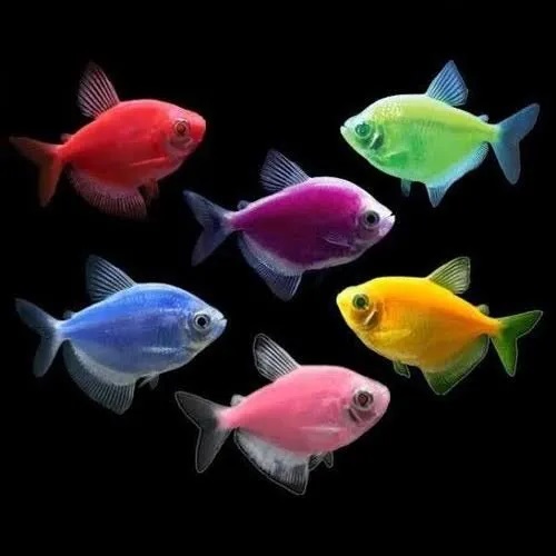 Glo Widow Tetra
