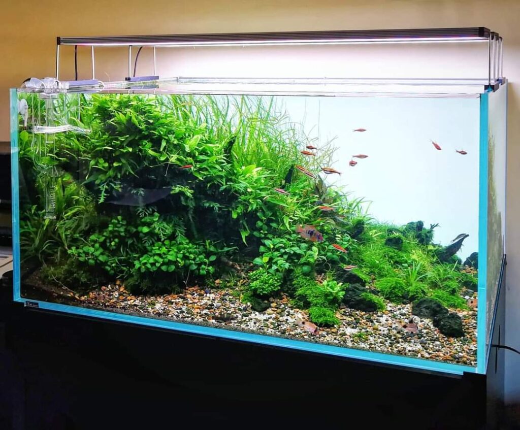 prohobby 250 ltrs planted tank