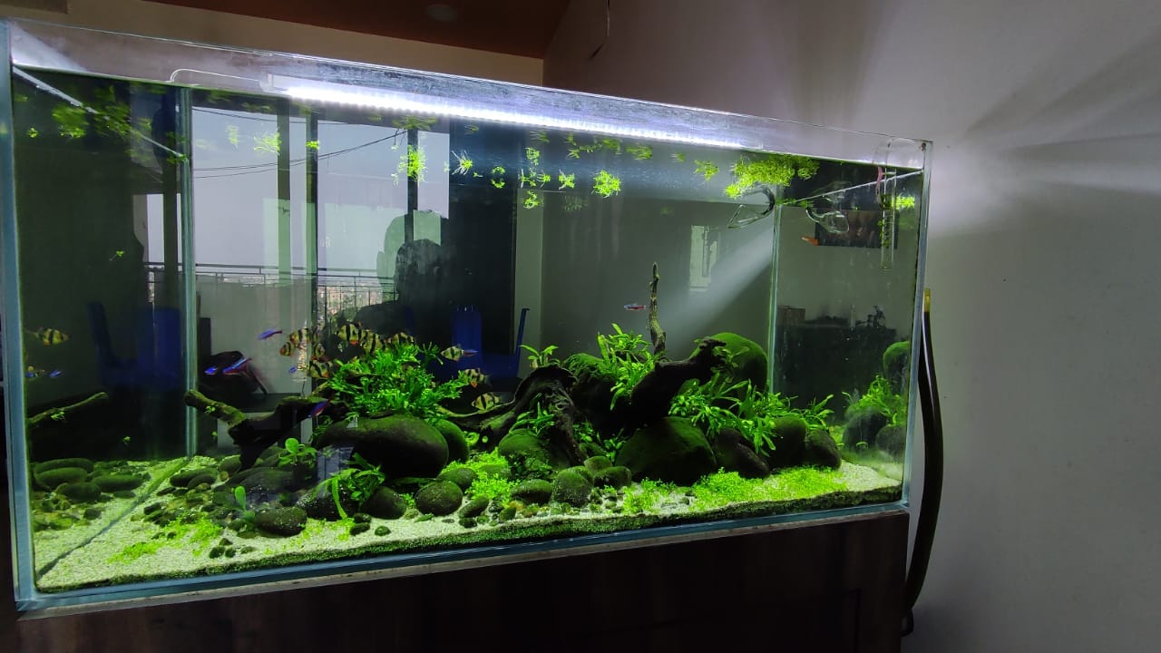 prohobby 400 ltrs aquascape