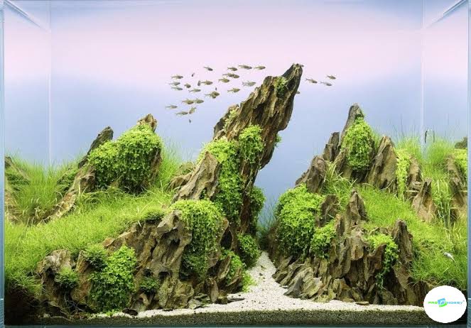 prohobby amano style