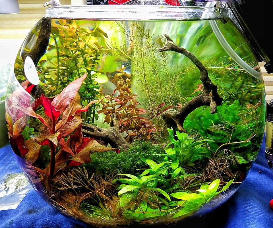 prohobby high tech planted bowl