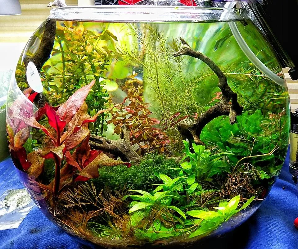 ustom desktop nano aquarium setup Delhi NCR planted tank on office desk