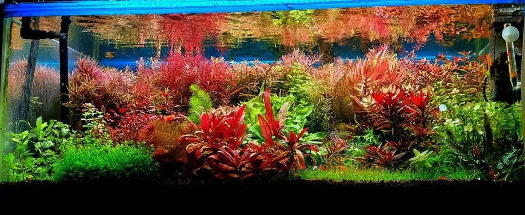 custom planted aquarium setup Delhi NCR aquascaping with aquatic plants and CO2 system