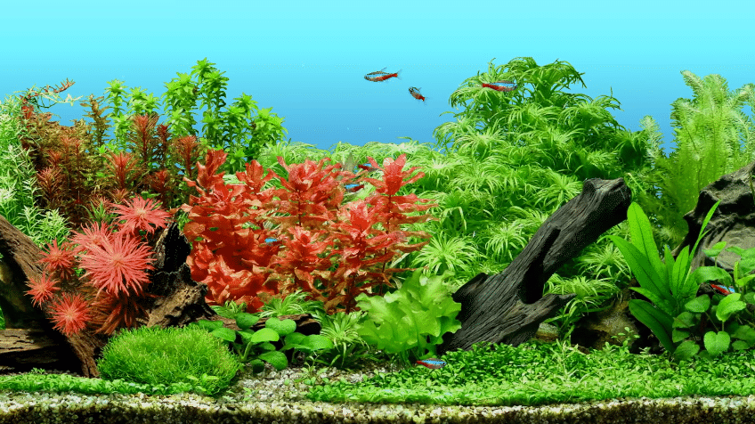 prohobby high tech planted tank 2