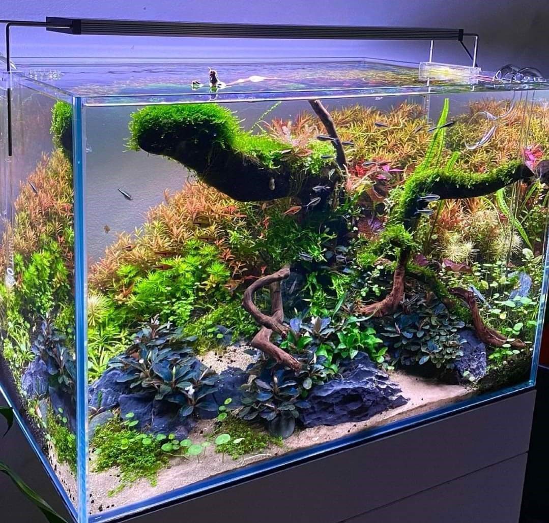 prohobby high tech planted tank