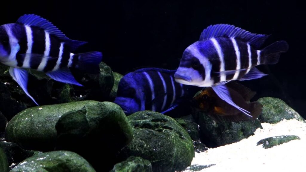 prohobby lake tanganyika blue zaire frontosa tank