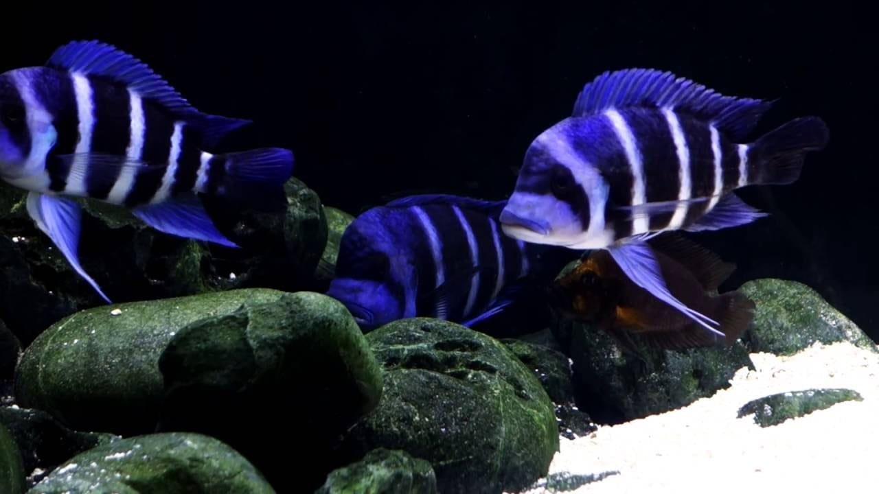 lake tanganyika blue zaire frontosa tank